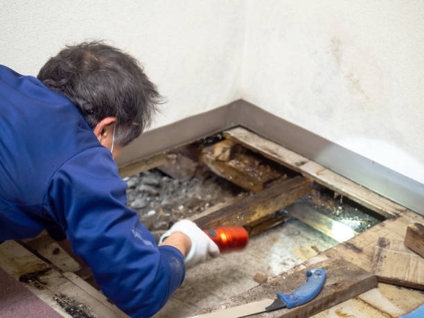 Best Health and Safety Mold Remediation in Felton, CA