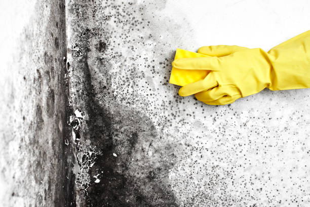 Best Basement Mold Remediation in Felton, CA