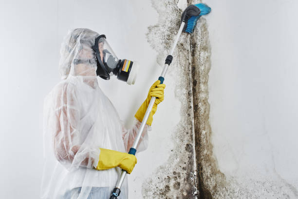 Trusted Felton, CA Mold Remediation Experts