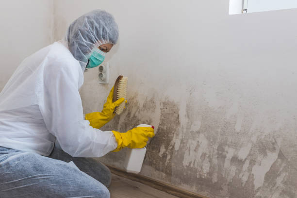 Best DIY Mold Remediation Support Services in Felton, CA