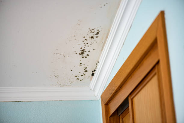 Best Mold Remediation for Specific Building Types in Felton, CA