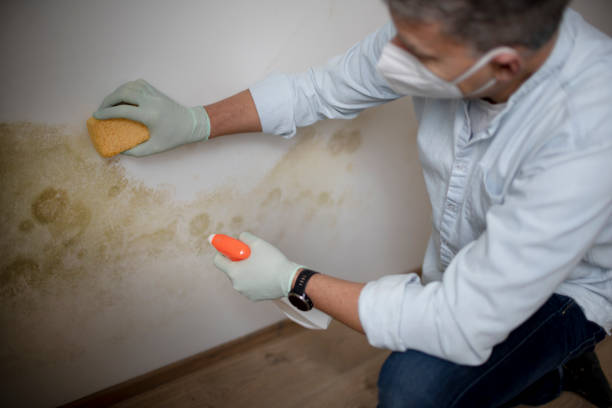 Best Attic Mold Remediation in Felton, CA