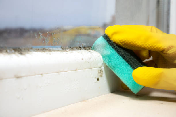 Best Residential Mold Remediation in Felton, CA