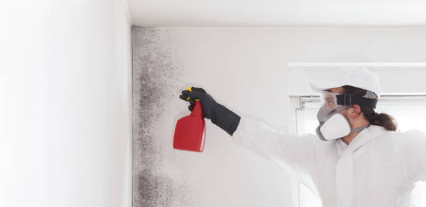 Best Emergency Mold Remediation in Felton, CA