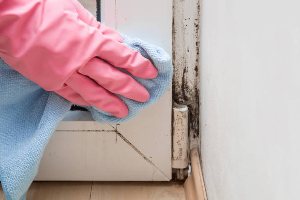 Best Industrial Mold Remediation in Felton, CA