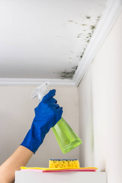Best Residential Mold Remediation in Felton, CA