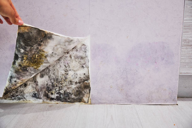 Reliable Felton, CA Mold Remediation Solutions